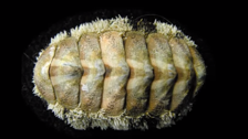 Istraživači rešavaju misteriju morskog stvorenja koje je razvilo oči po celoj svojoj školjki