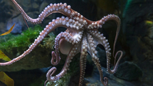 Zanimljivosti o hobotnicama: Slatke su i inteligentne, a ljubav je za njih fatalna