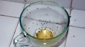 Sezona mrava: Evo kako da ih se rešite