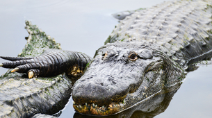 Ulovljen krokodil od 360 kilograma
