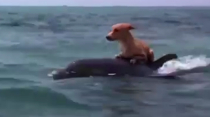 Neverovatan snimak: Psa spasio delfin od ajkula